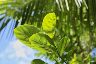 a close up of a green leafy plant