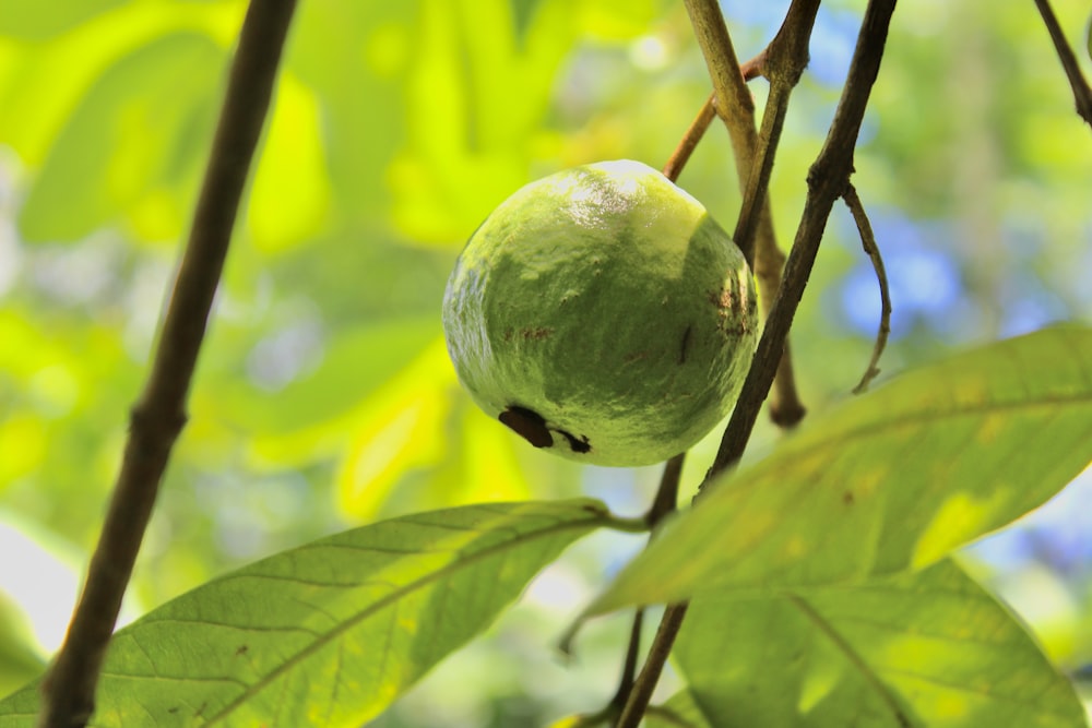 a green fruit hanging from a tree branch