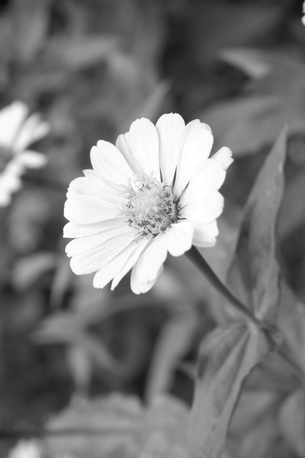 a black and white photo of a flower