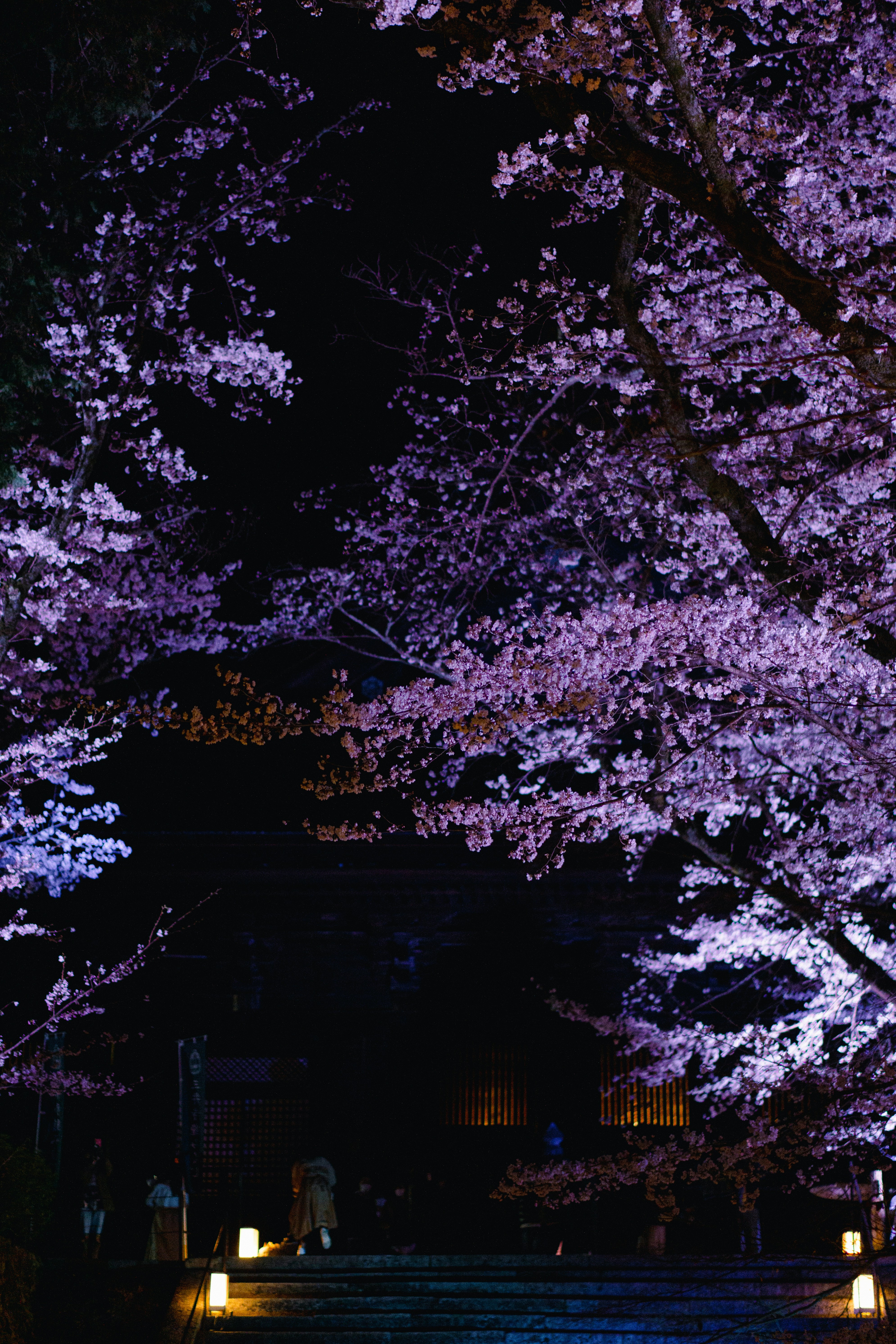 Illuminated Cherry Blossoms Kyoto
