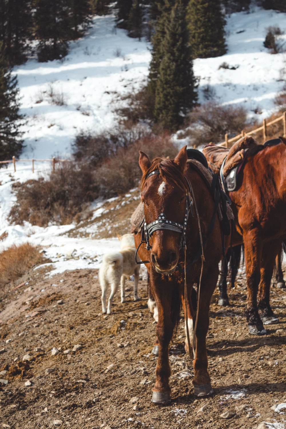 a brown horse standing on top of a snow covered field