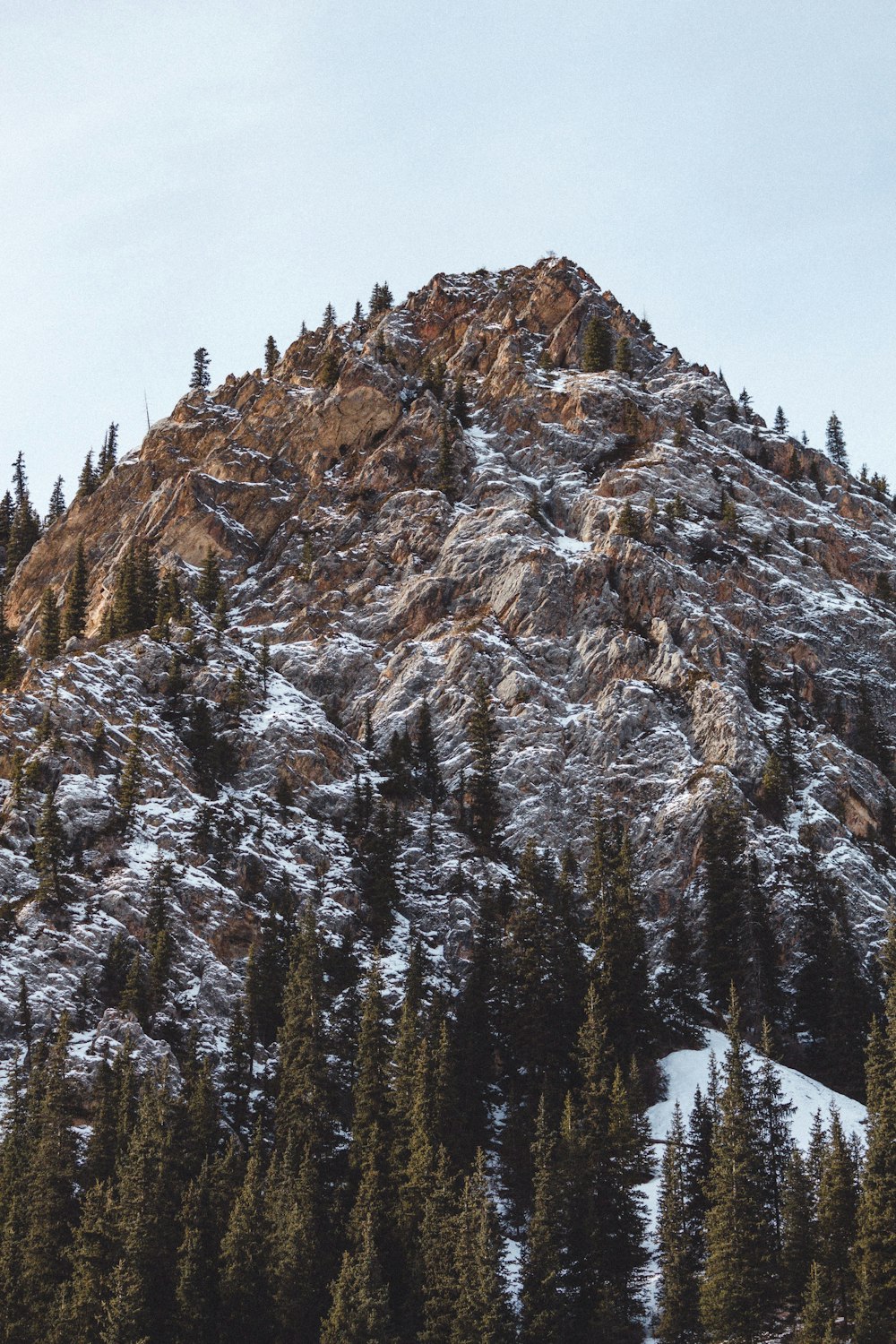 uma montanha coberta de neve cercada por pinheiros
