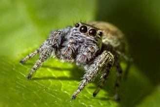 A close-up of a curious jumping spider perched on a bright green leaf, its big eyes sparkling.