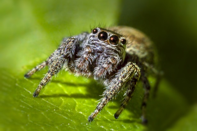 A close-up of a curious jumping spider perched on a bright green leaf, its big eyes sparkling.