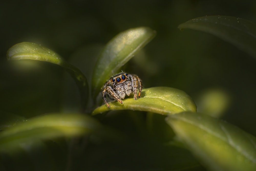 a spider sitting on top of a green leaf