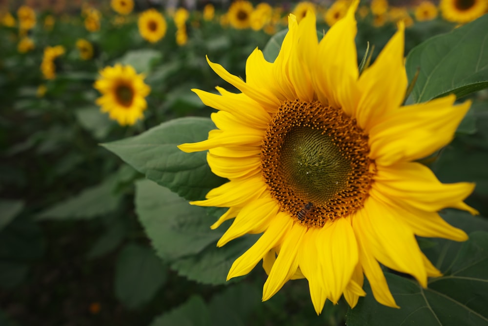 a large sunflower in a field of sunflowers