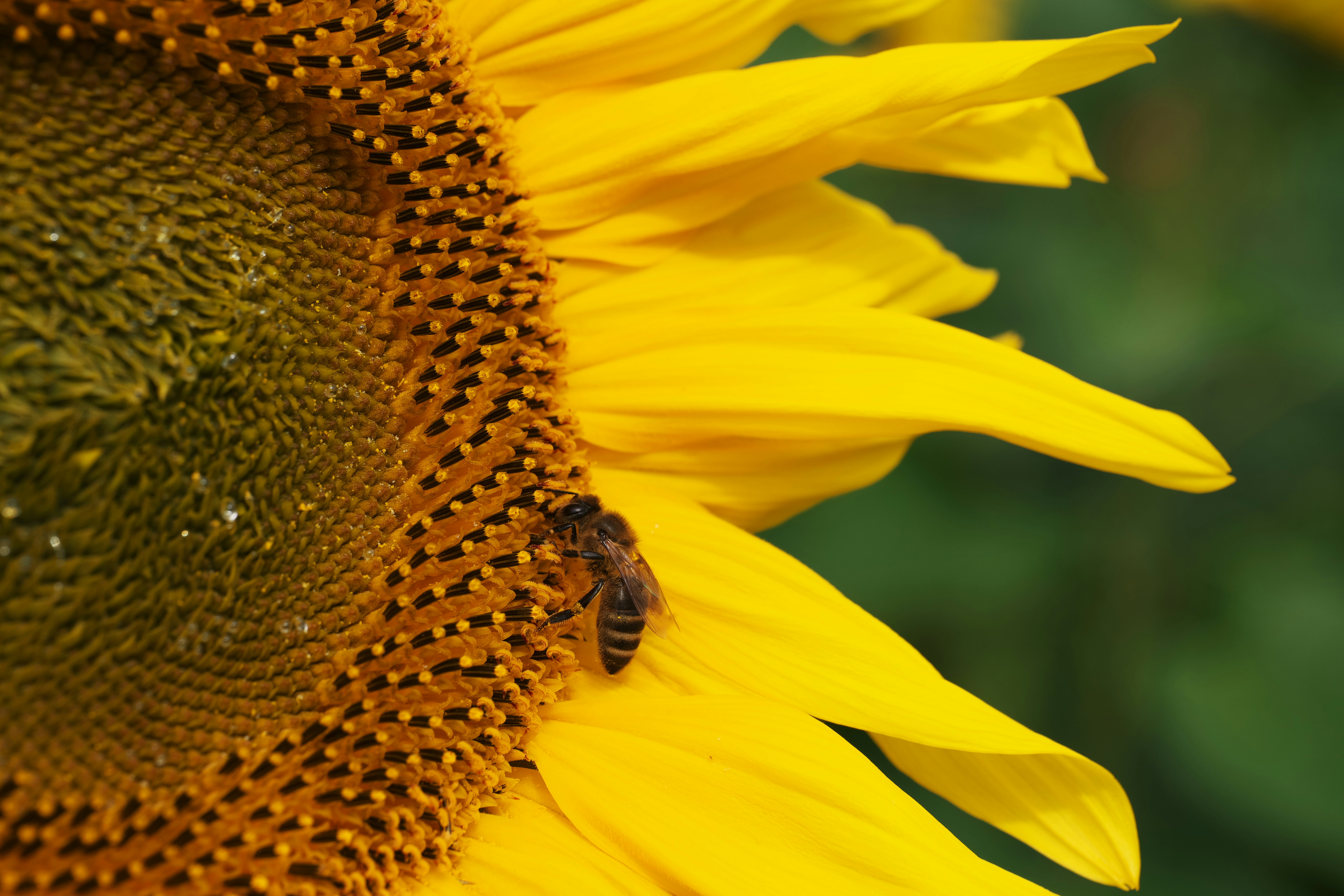 Photo by fanfandyuen