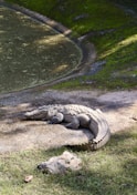 a large alligator laying on the ground next to a body of water