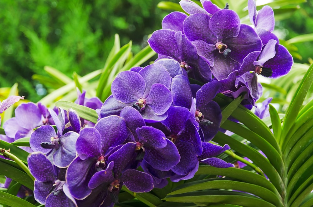 a close up of purple flowers with green leaves