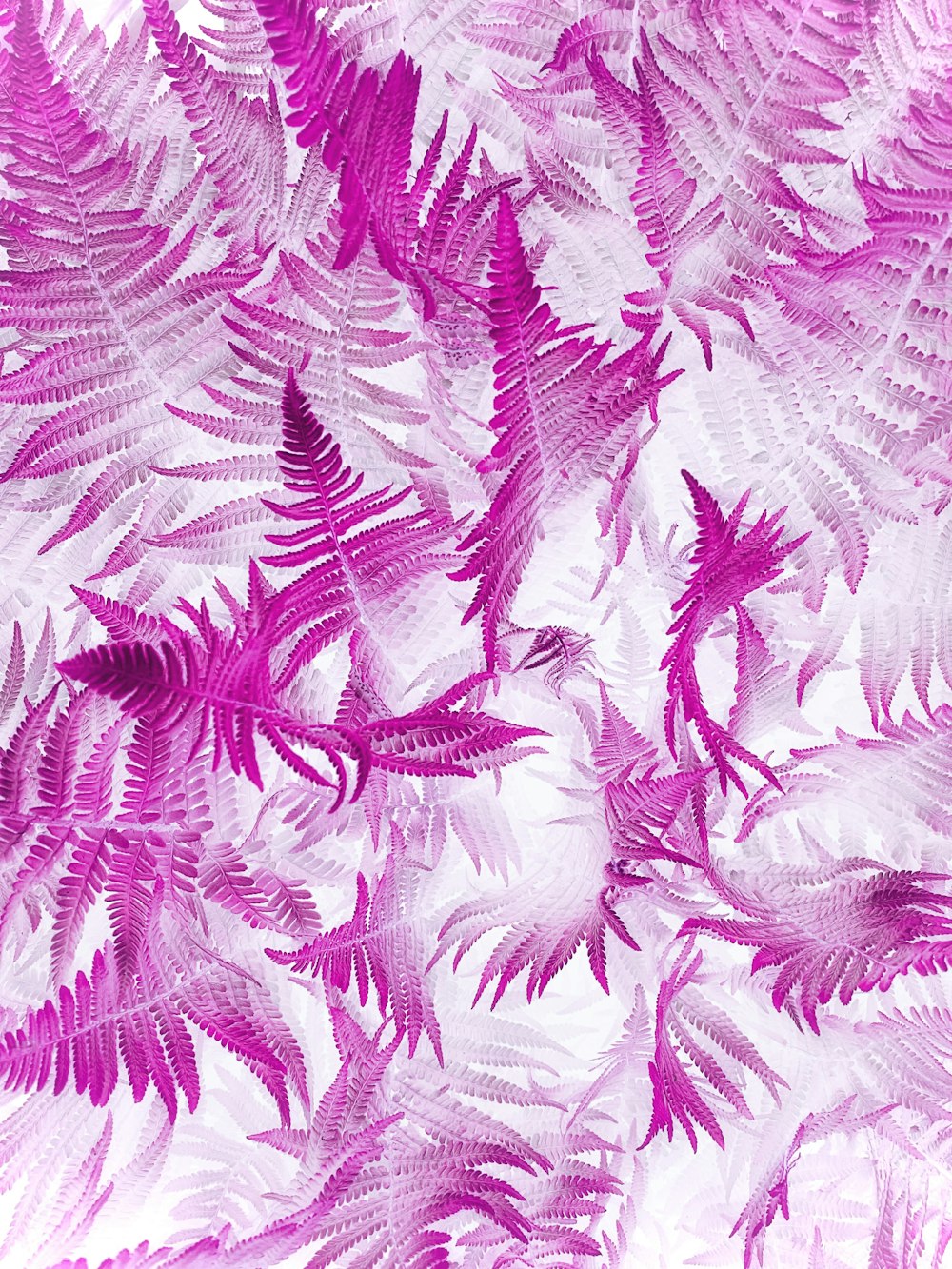 a bunch of purple leaves on a white background