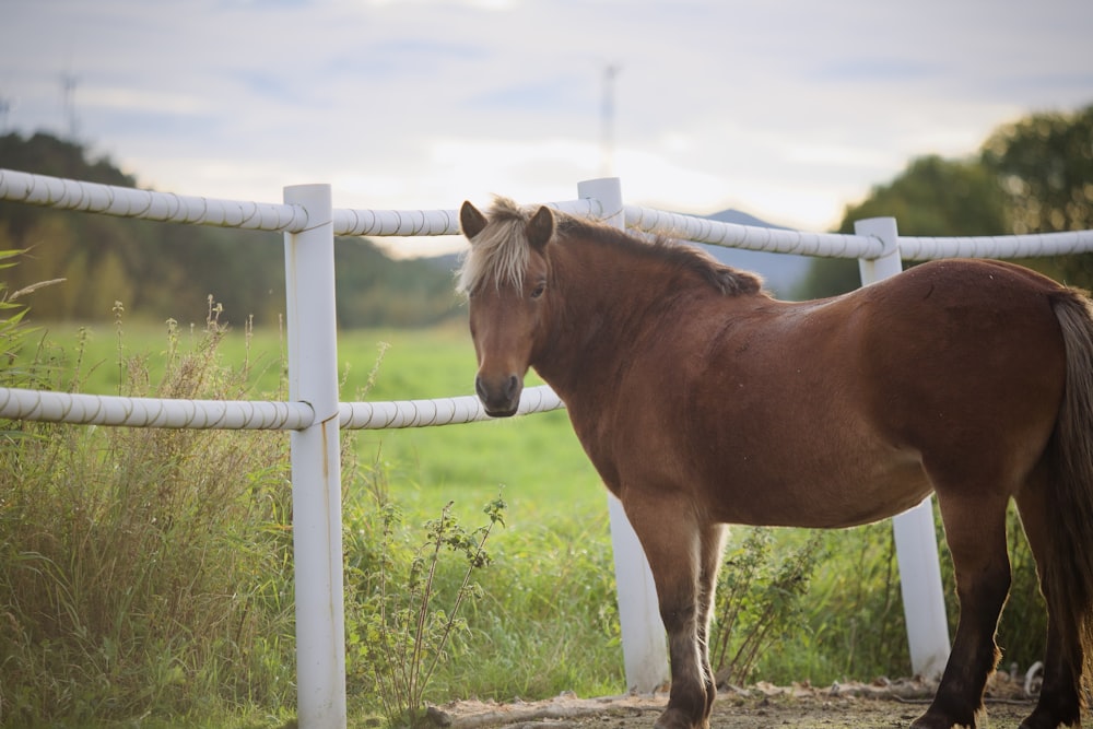 a brown horse standing next to a white fence