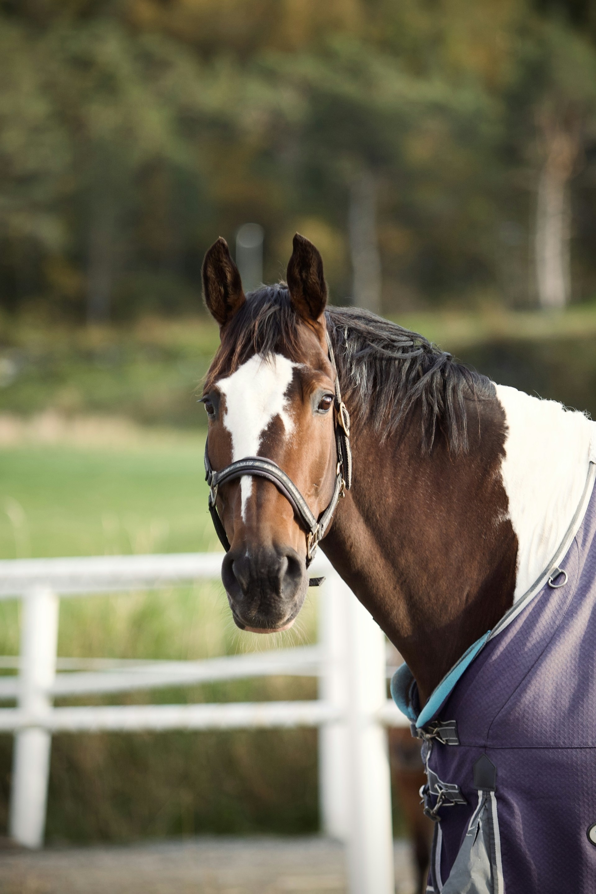 A horse with a distinctive white blaze on its face is wearing a bridle and a blue blanket. It stands in an enclosure with a white wooden fence and a backdrop of greenery and blurred trees.