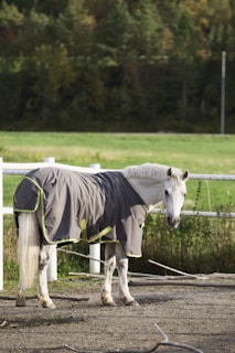 A white horse is standing in a paddock, wearing a grey blanket with neon green straps. The surrounding area includes a white fence, green grass, and a background of lush trees.