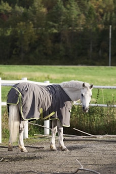 A white horse is standing in a paddock, wearing a grey blanket with neon green straps. The surrounding area includes a white fence, green grass, and a background of lush trees.