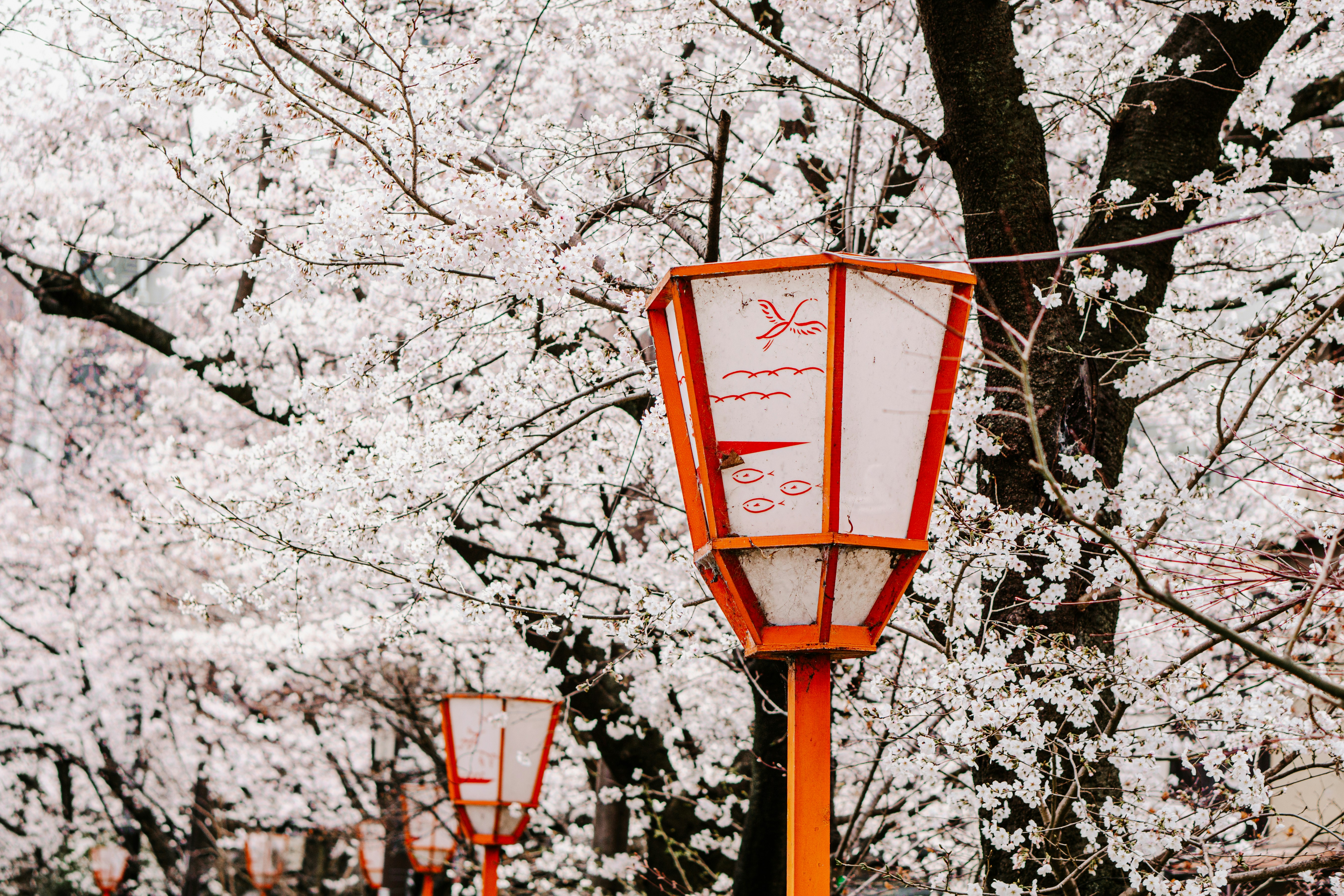 Colorful winter illumination display in a Japanese city park