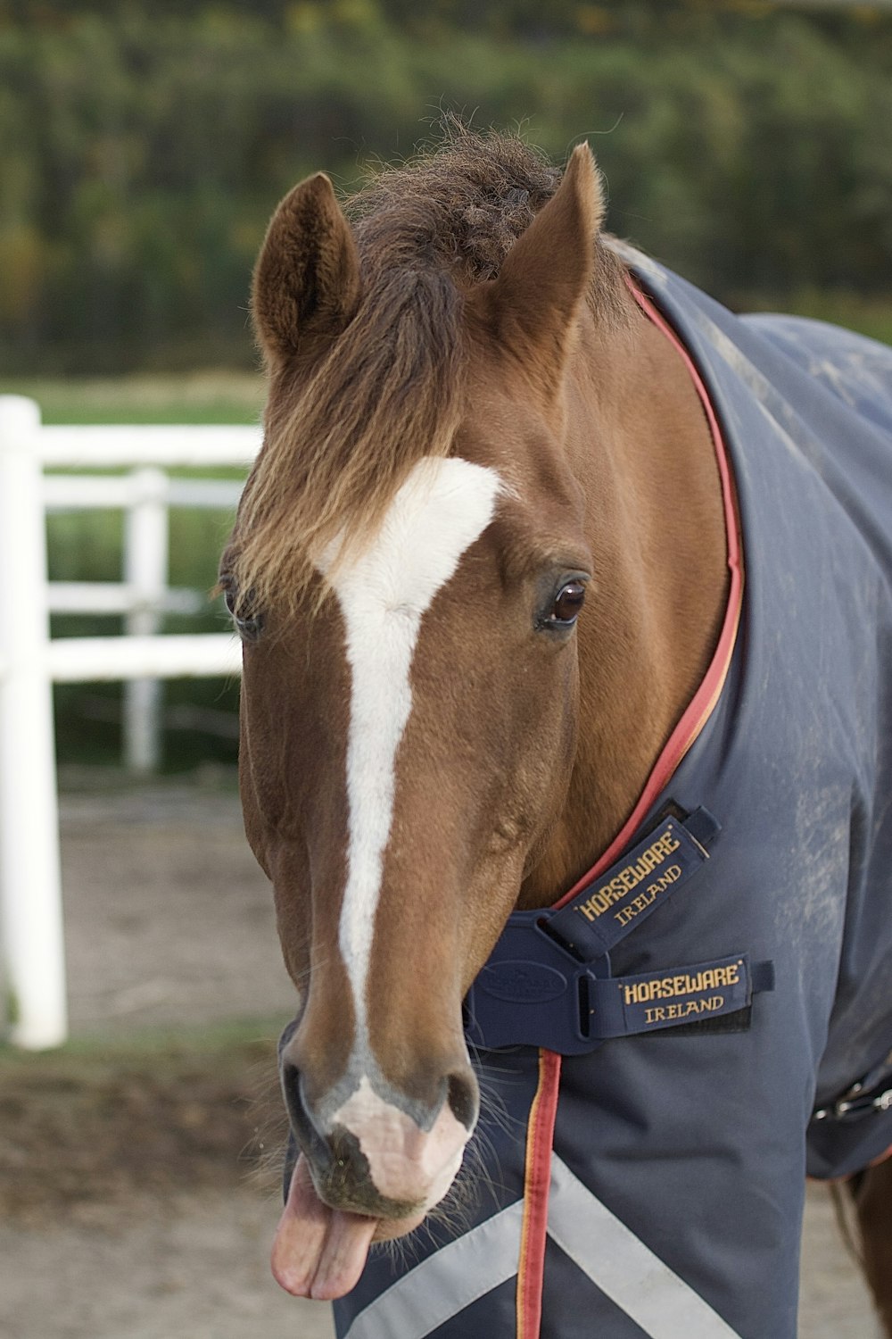 a brown horse with a white stripe around its neck