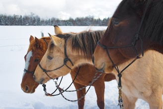 a group of horses standing in the snow