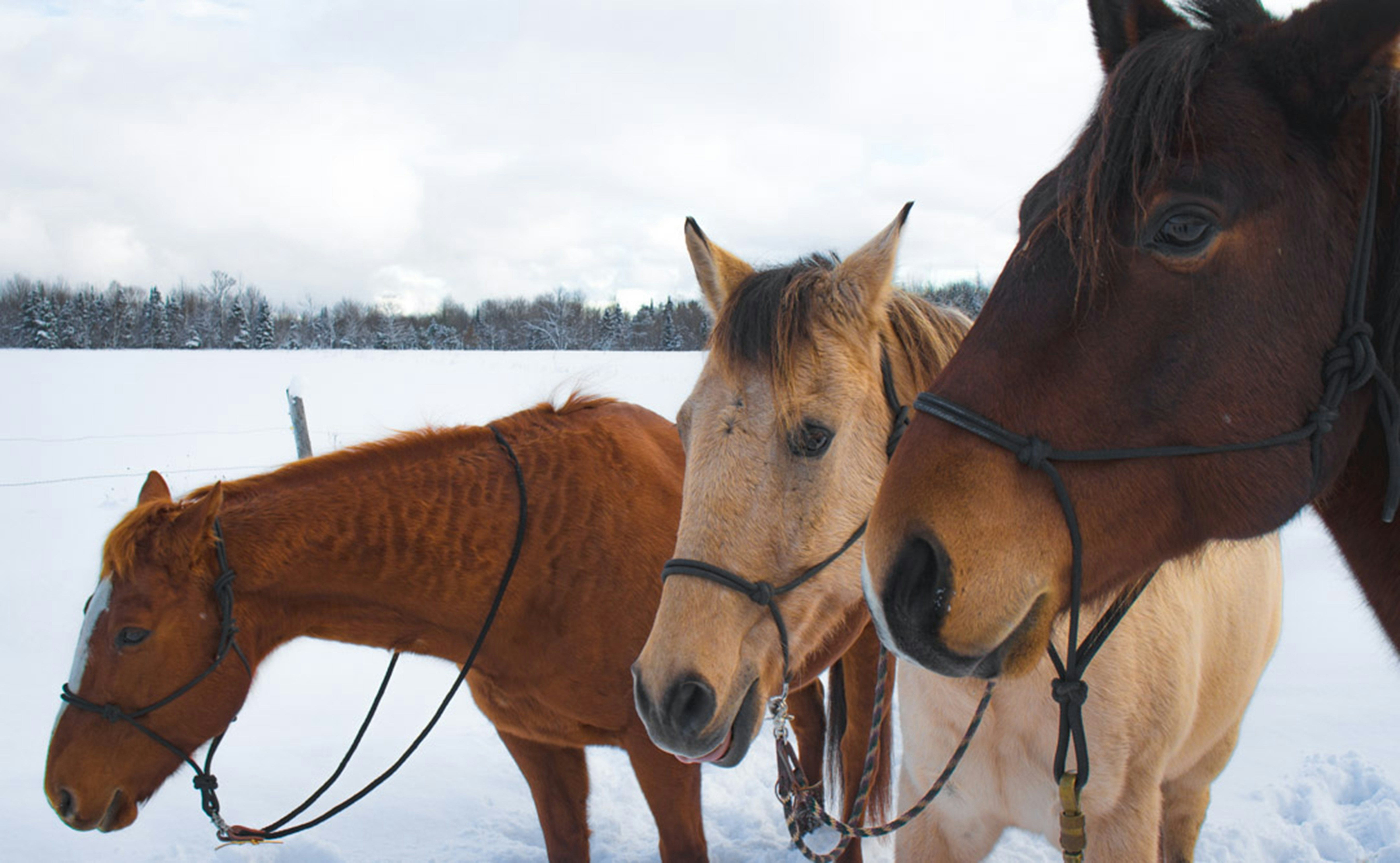 A group of horses standing next to each other in the snow