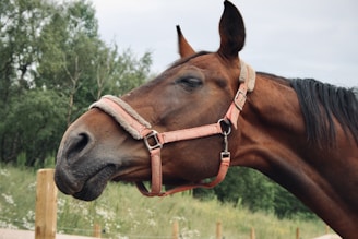 A brown horse with a pink halter stands calmly with its eyes closed. The background features green foliage and a cloudy sky, creating a peaceful rural scene.