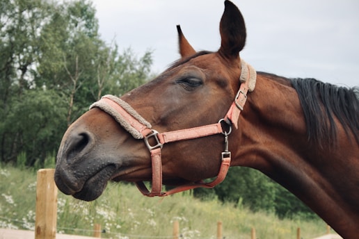 A brown horse with a pink halter stands calmly with its eyes closed. The background features green foliage and a cloudy sky, creating a peaceful rural scene.
