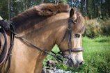 A well-groomed horse standing calmly while being brushed outdoors.