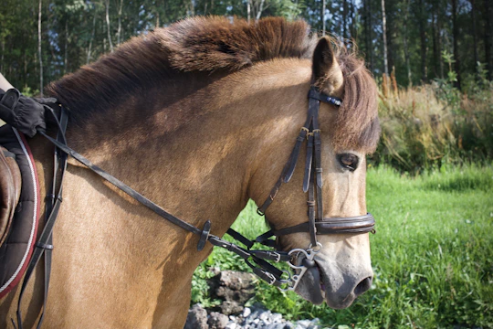 A ranch worker brushing a calm, elegant horse under a leafy tree.