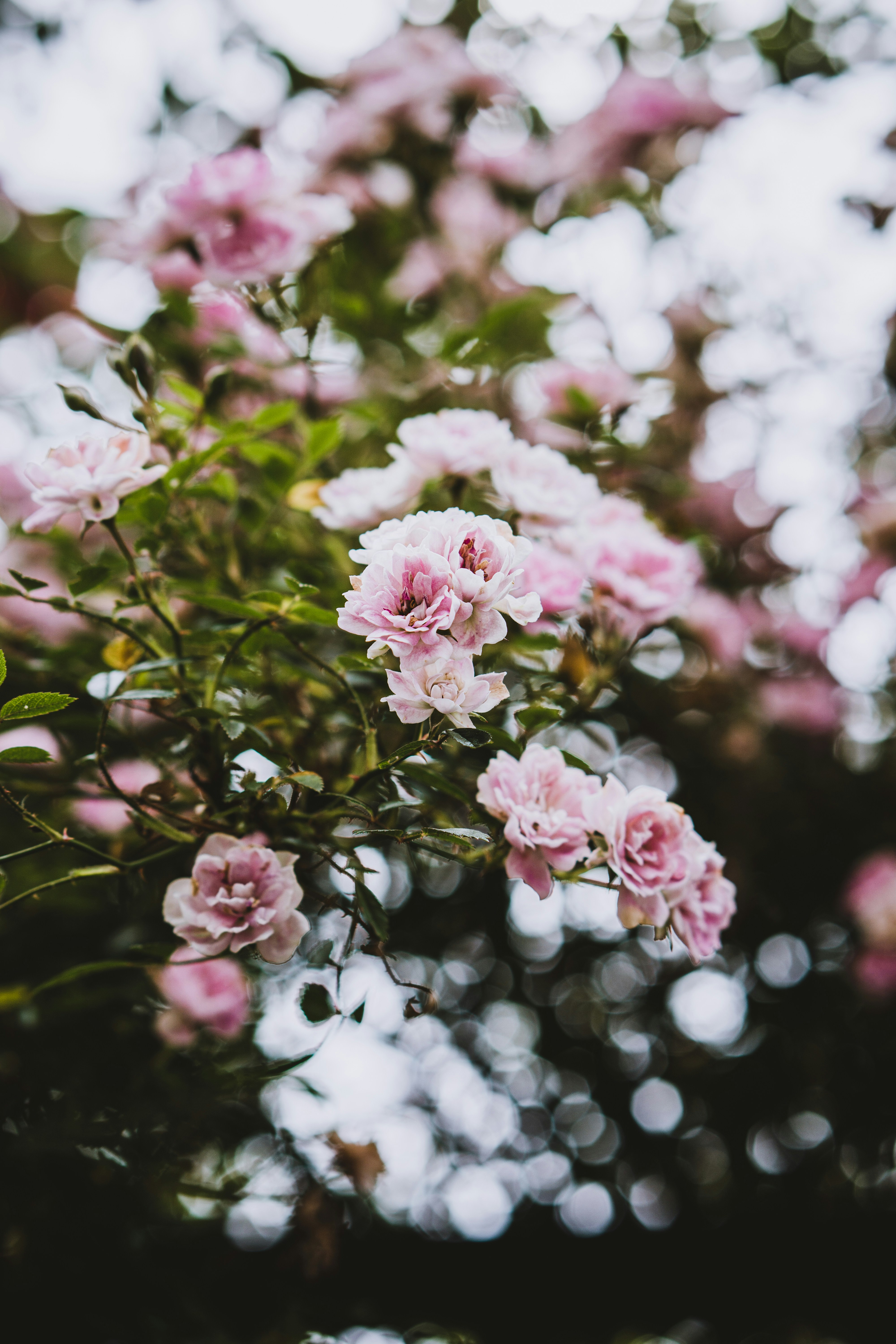 Photo by dianainjapan