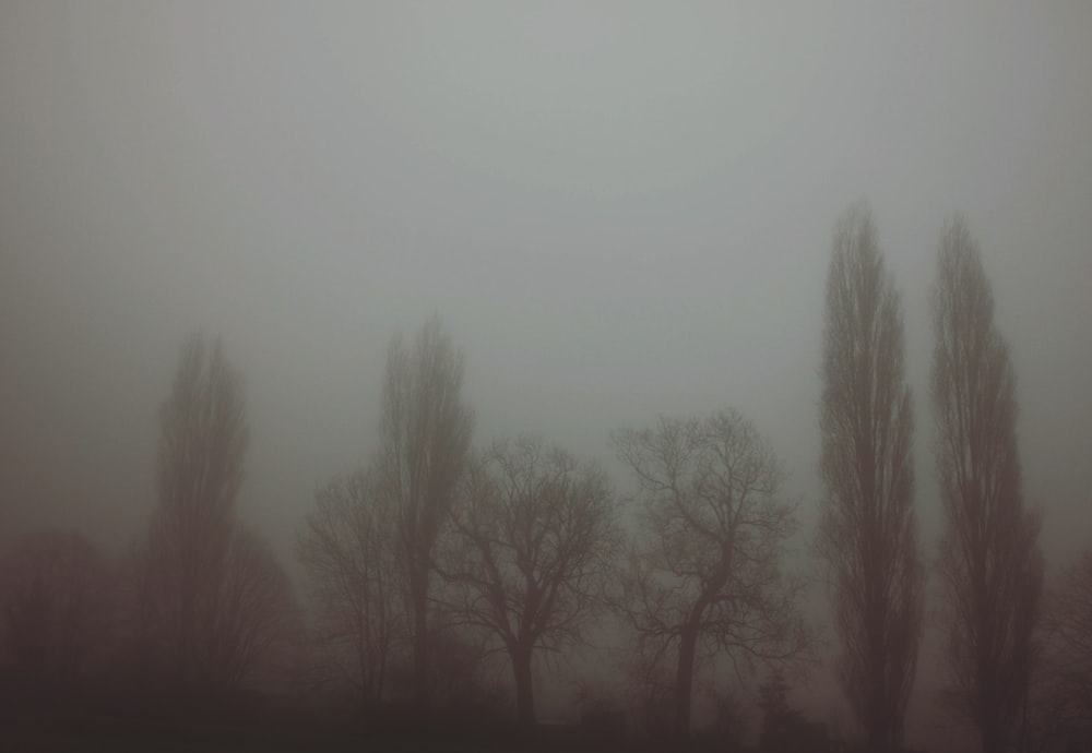 a foggy landscape with trees and a plane in the sky