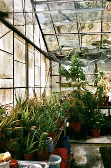 A greenhouse filled with various potted plants, including succulents and leafy greens, arranged on wooden shelves. The structure has glass walls and a netted roof, allowing filtered sunlight to enter. Buckets and containers are placed below the shelves.