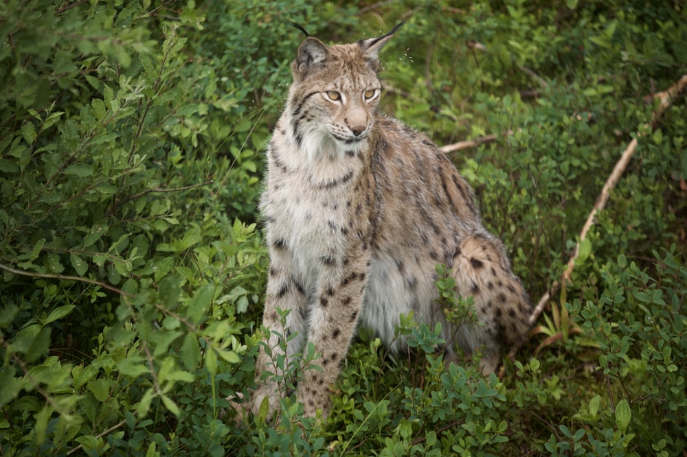 a lynx standing in the middle of a forest