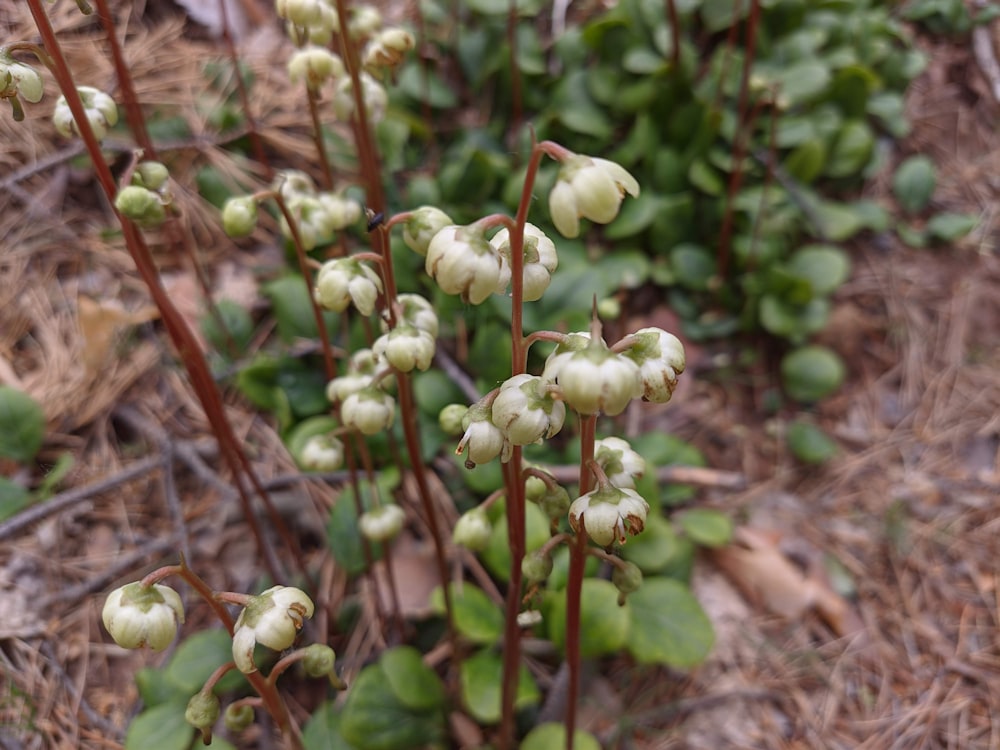 a close up of a plant with white flowers