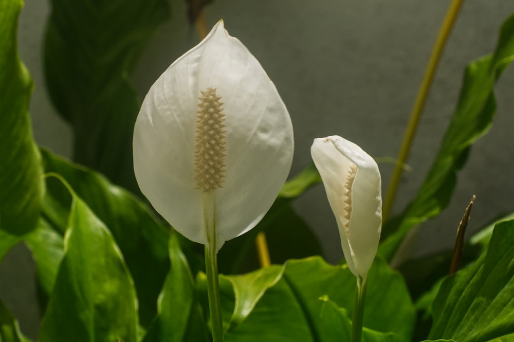 a close up of a white flower on a plant