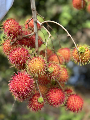 A basket filled with ripe rambutans showing their bright red spiky skins.