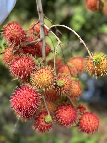 A cluster of ripe rambutans hangs from a branch. The fruits are bright red with green spiky hairs, indicating ripeness. The background is blurred with hints of green, suggesting a natural outdoor setting.