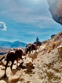 A trail in a mountainous or canyon landscape features several pack mules, led by a person wearing a wide-brimmed hat. The path is rocky and winds along the side of the hill under a clear blue sky. Sparse vegetation is visible on the arid terrain.