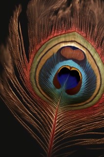 a close up of a peacock's feathers tail