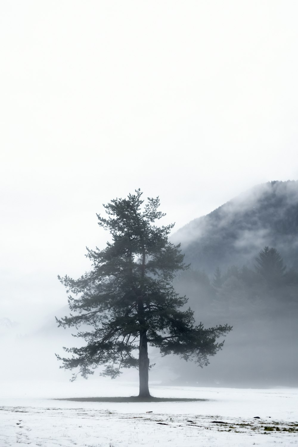 a lone tree in a snowy field with mountains in the background