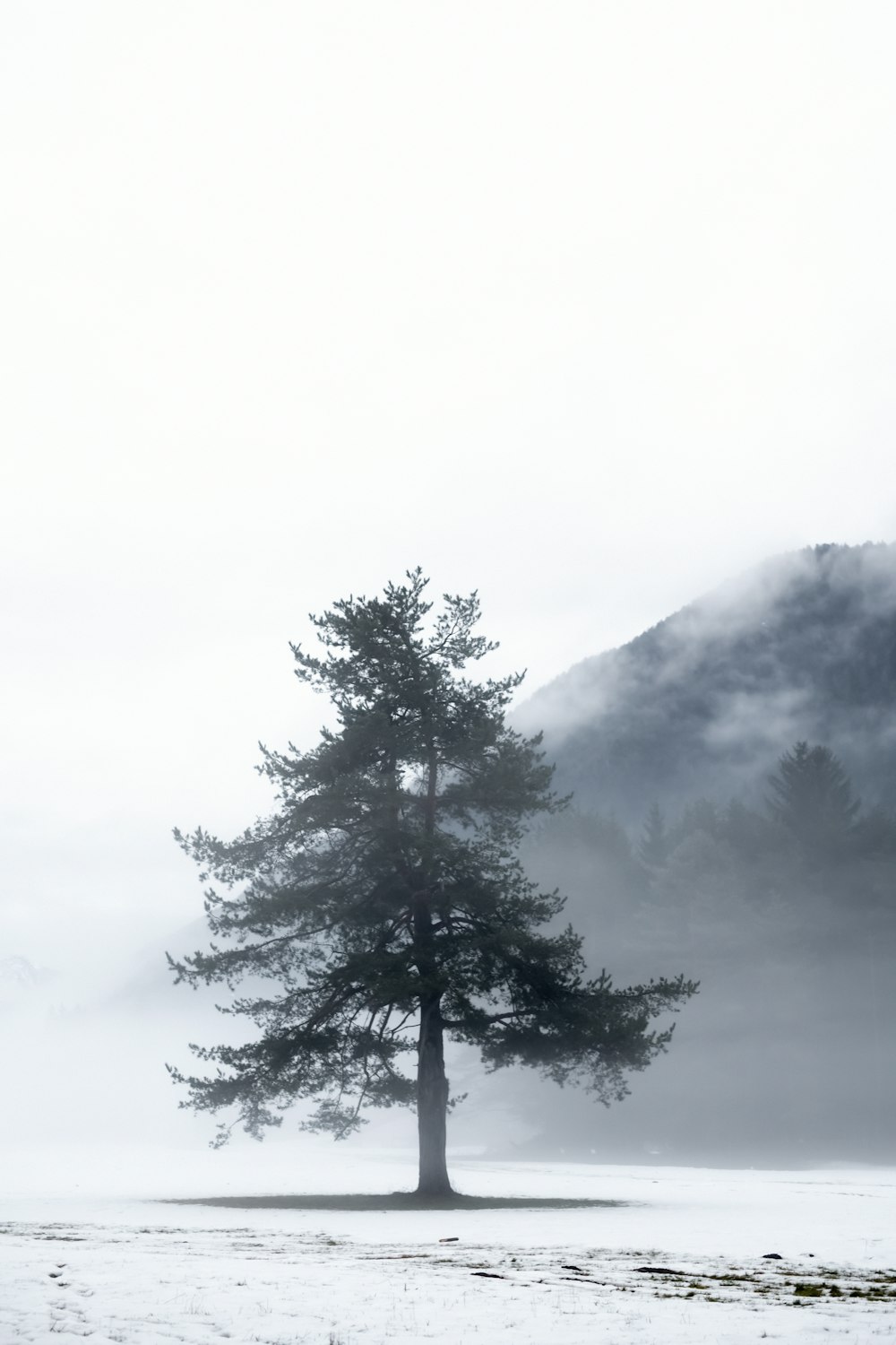 Un árbol solitario en un campo nevado con montañas al fondo