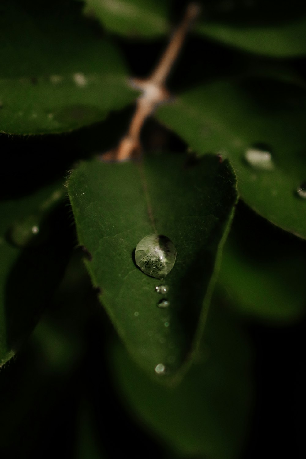 a drop of water on a green leaf