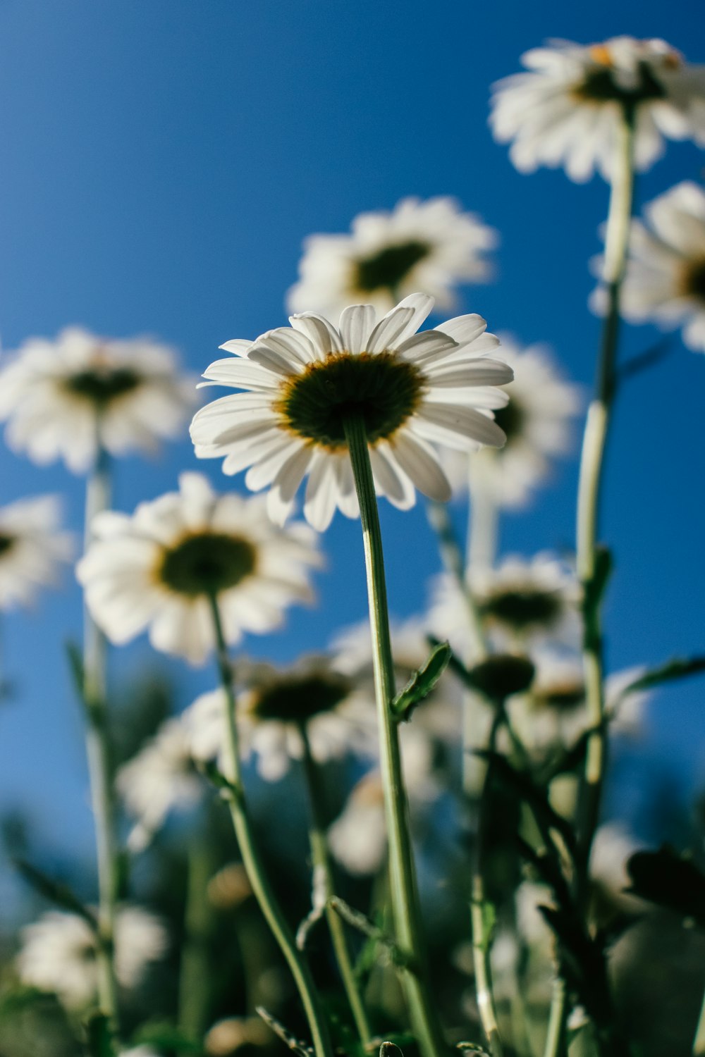 a field of daisies with a blue sky in the background