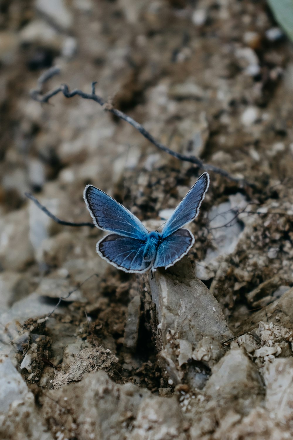 a blue butterfly sitting on top of a rock