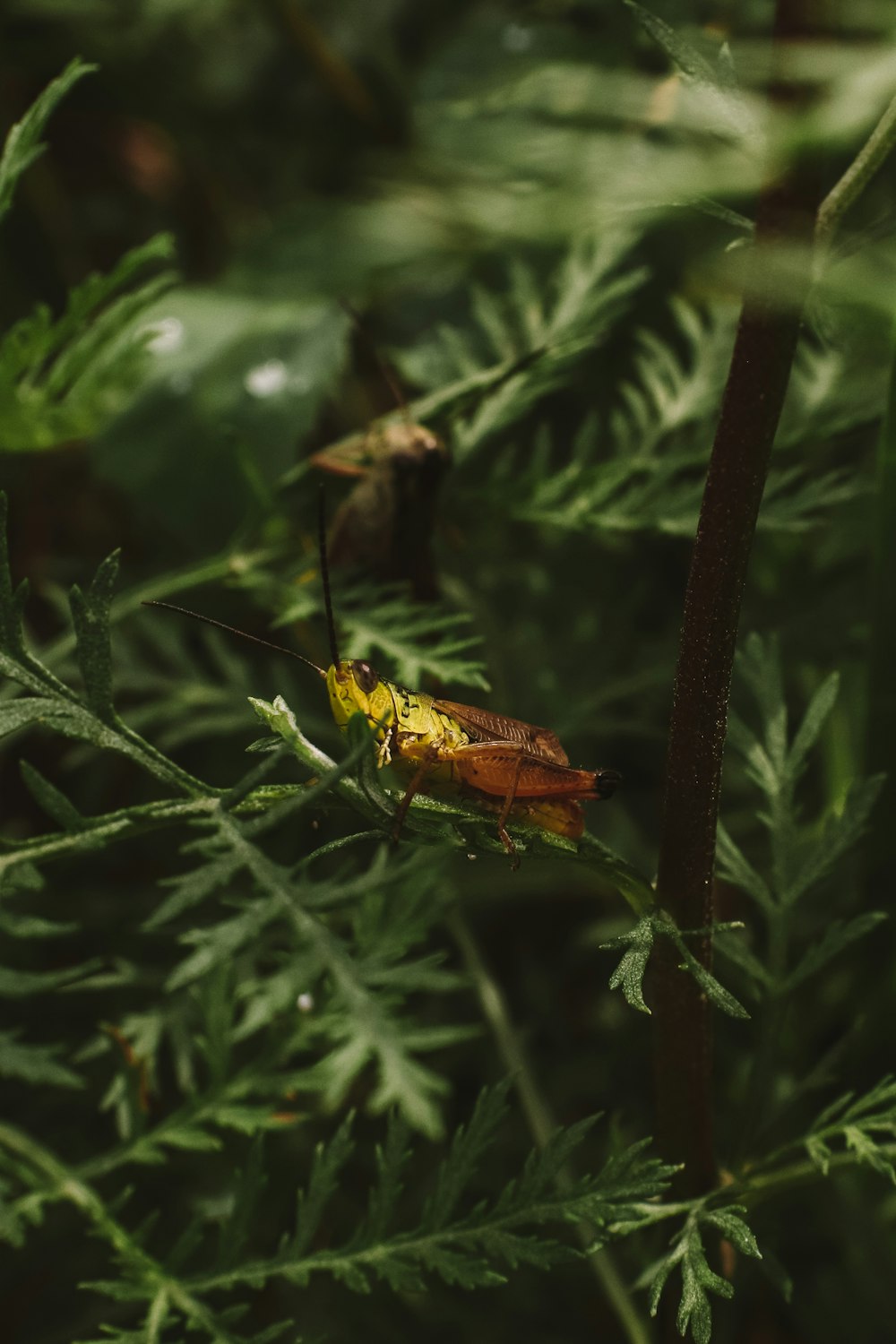 a yellow bug sitting on top of a green plant