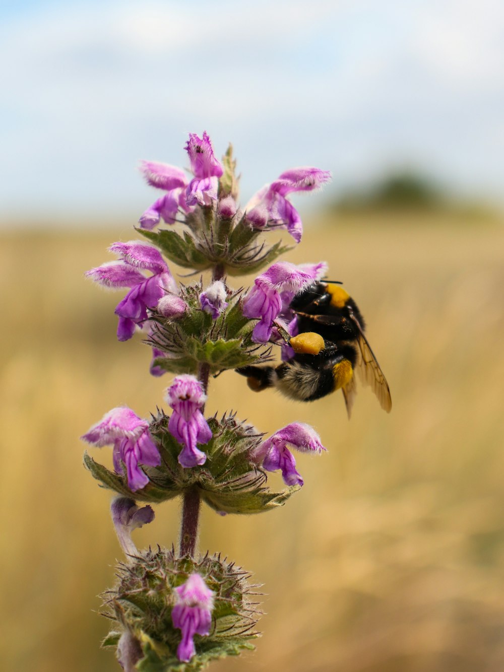 a bee sitting on top of a purple flower