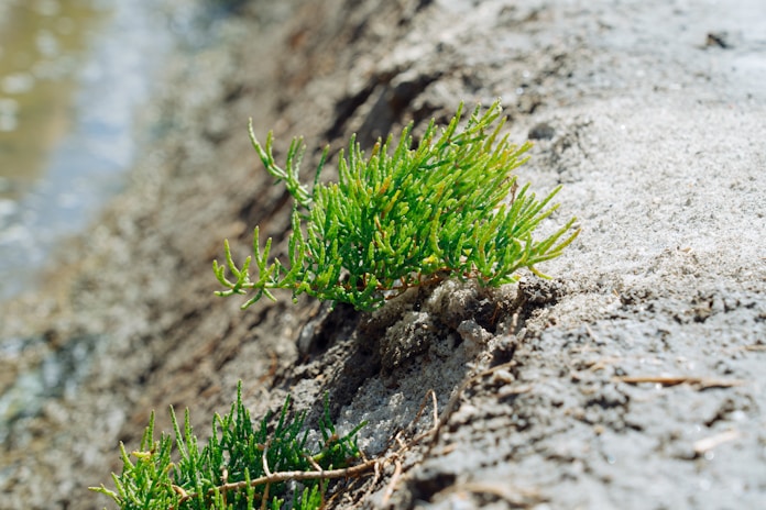 a close up of a plant growing out of the ground