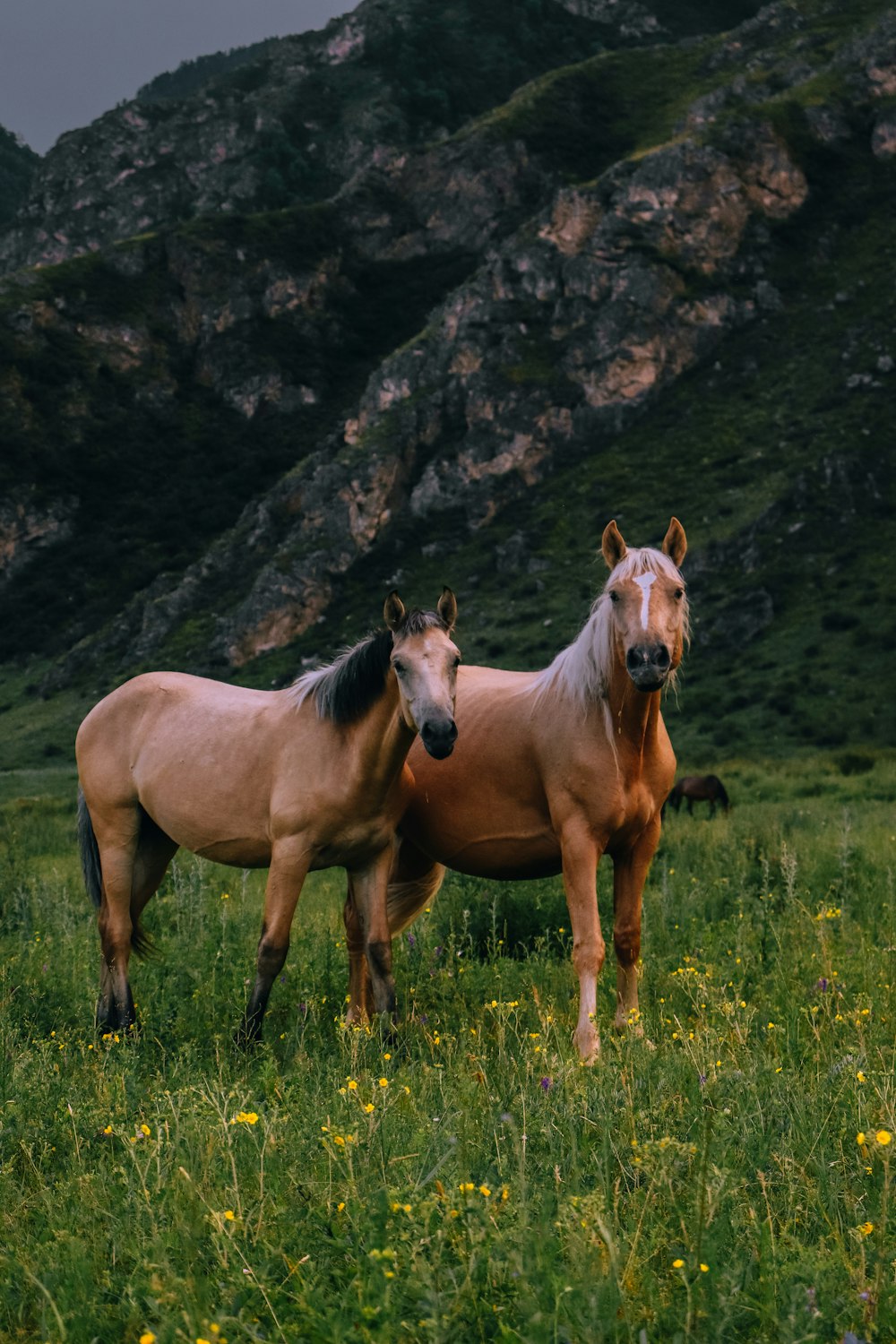 a couple of horses standing on top of a lush green field