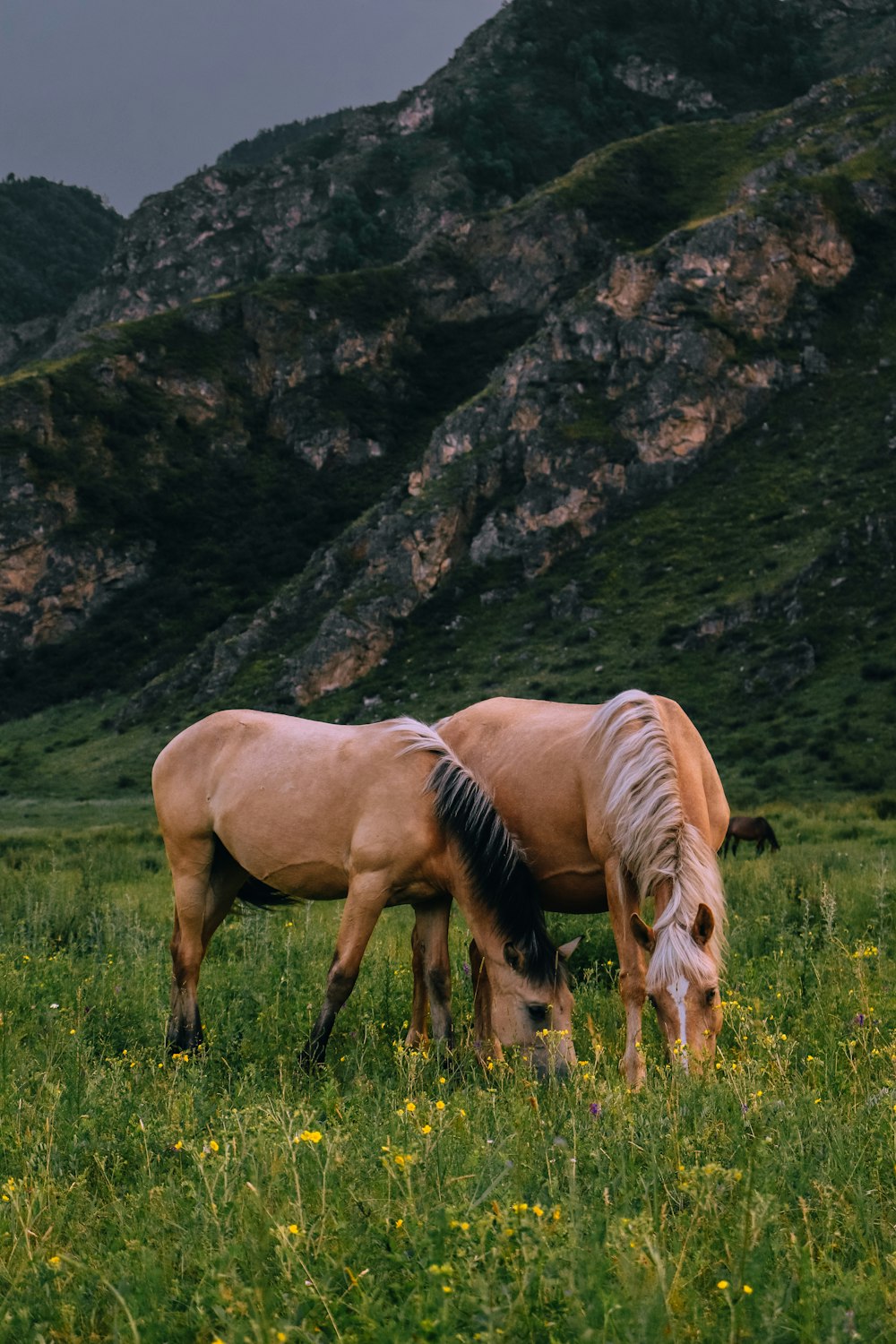 two horses grazing in a field with mountains in the background