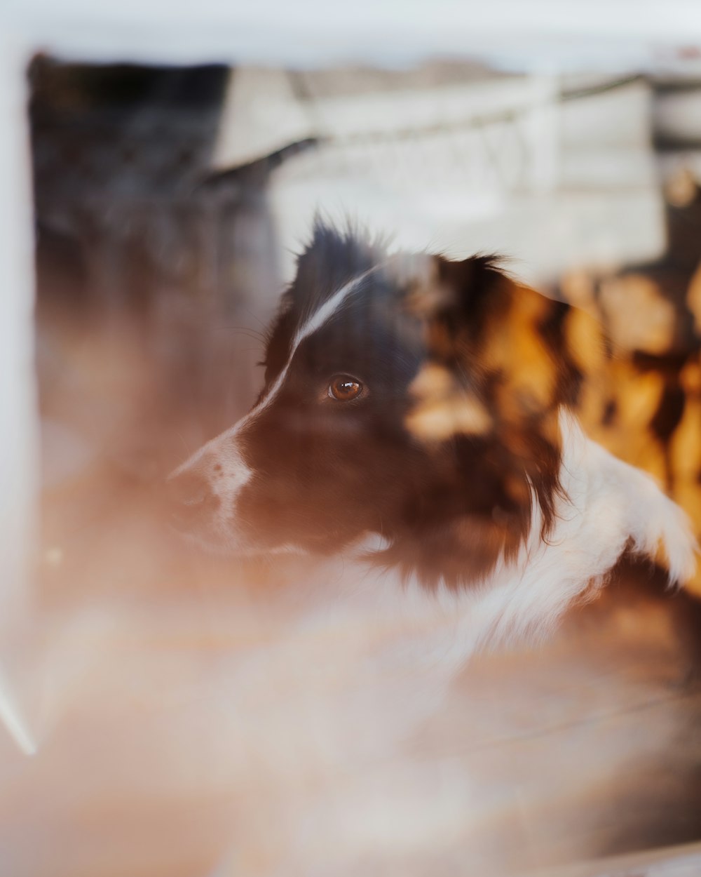 a black and white dog looking out a window