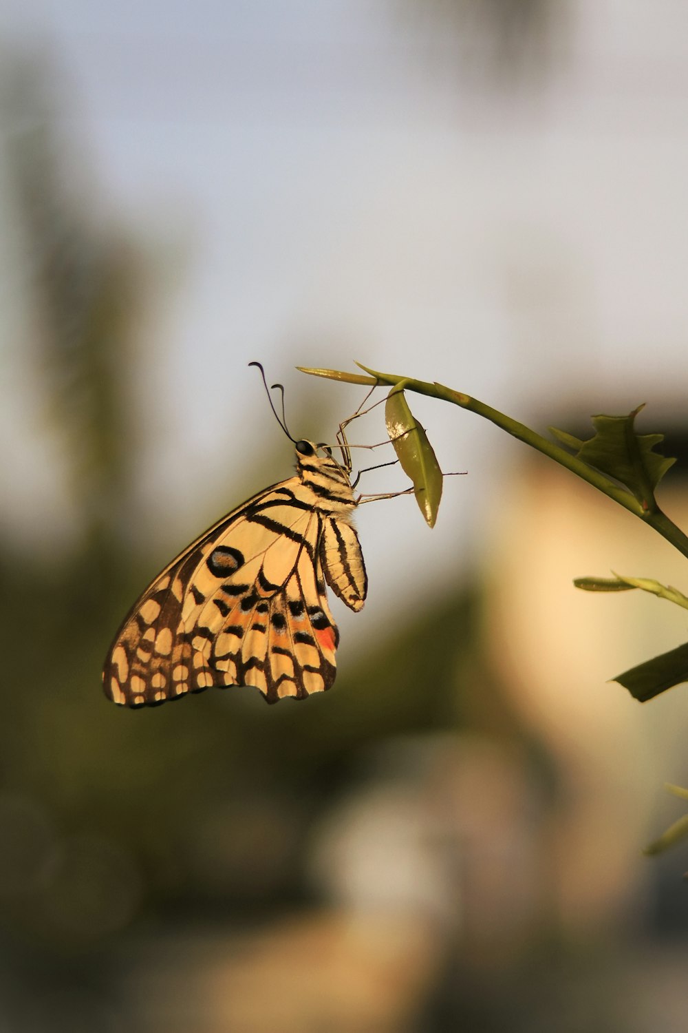 a butterfly that is sitting on a plant