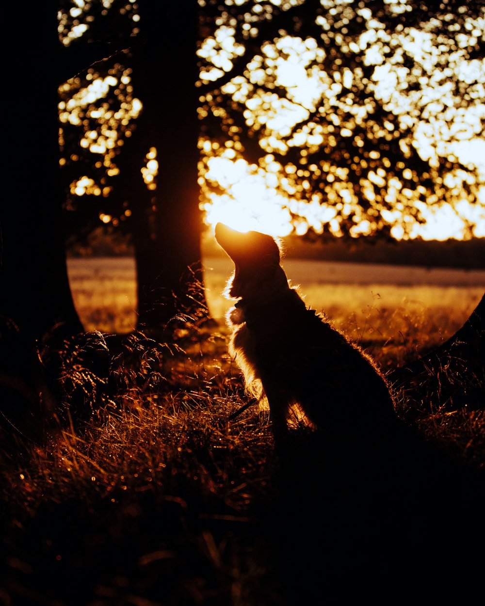 a dog sitting in the shade of a tree