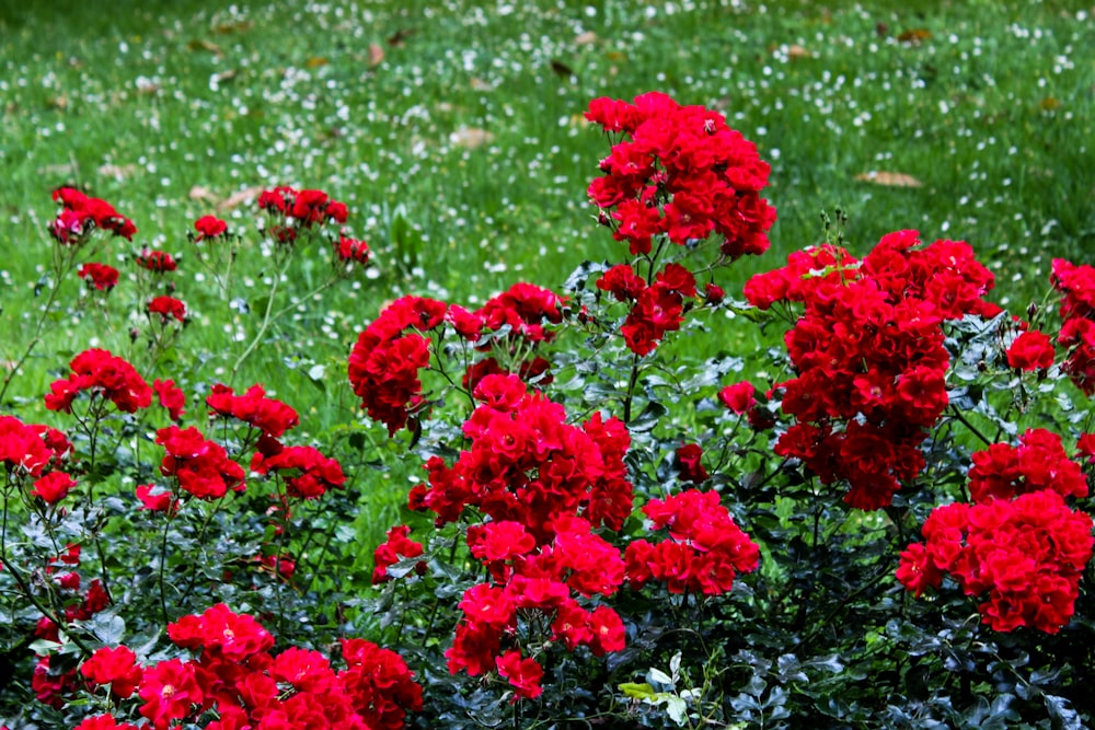 a bunch of red flowers that are in the grass